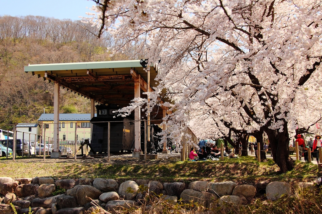 SLと桜