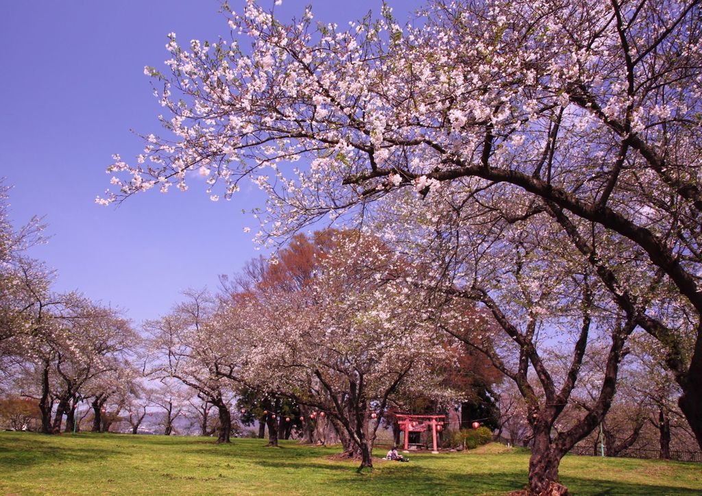 紫波城山公園の桜