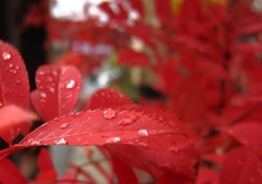 雨上がり