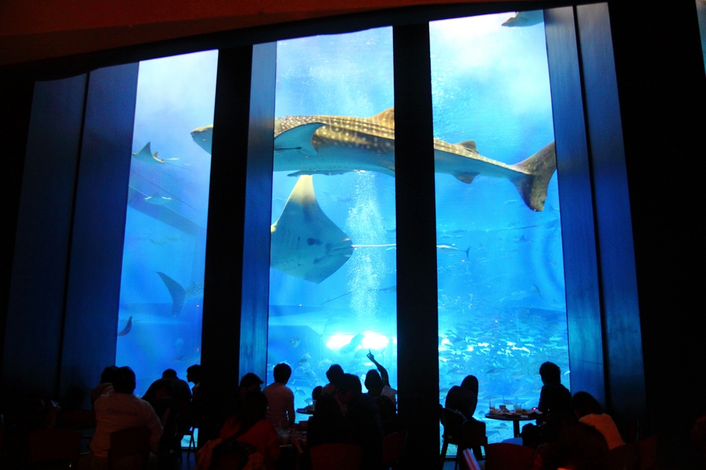 美ら海水族館のジンベイザメ