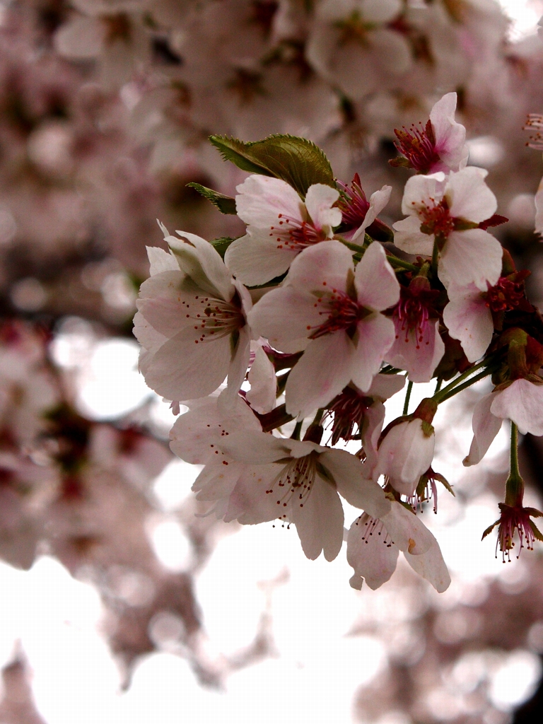 桜色