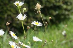 花①