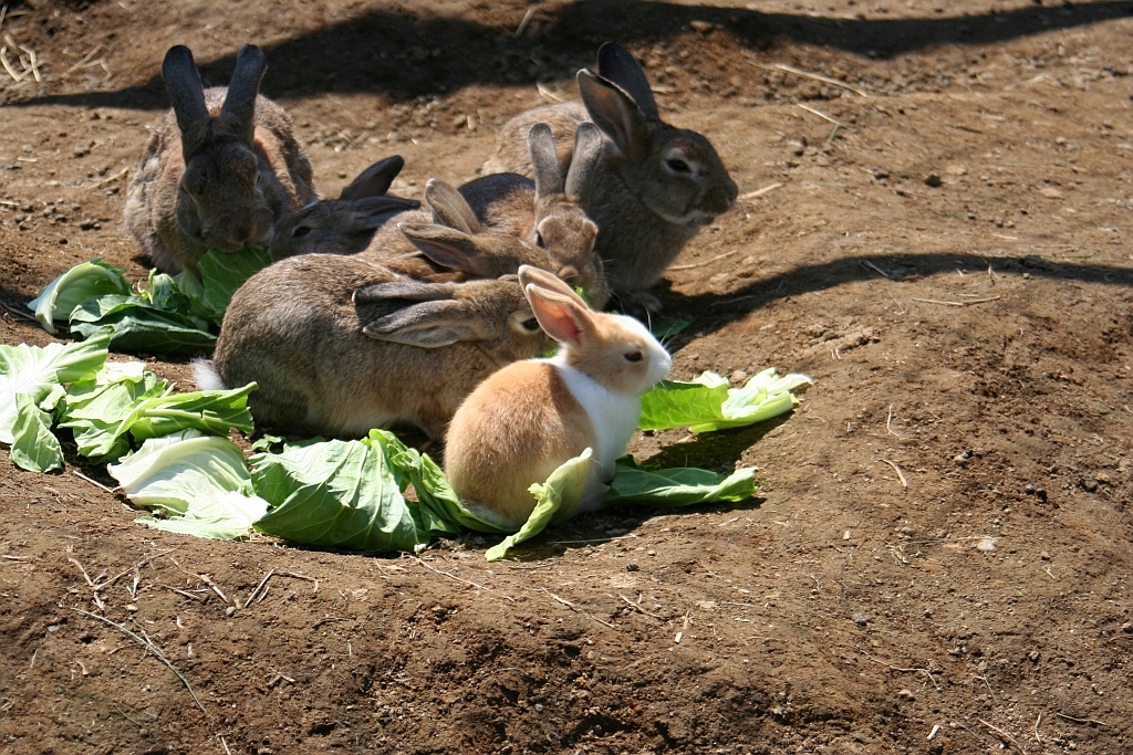 もしゃ
