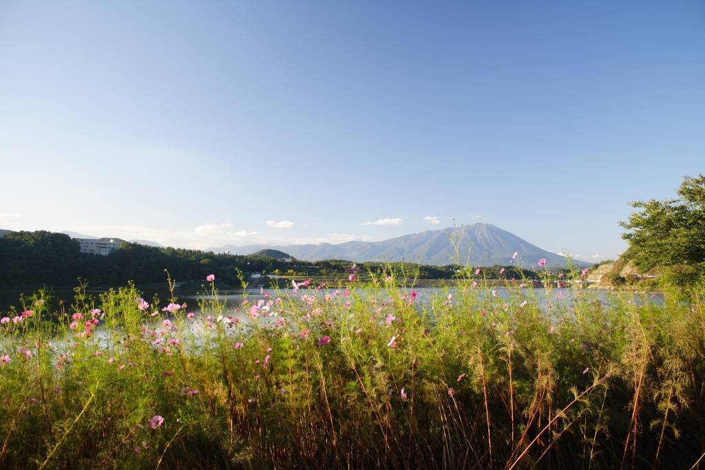 コスモスと岩手山