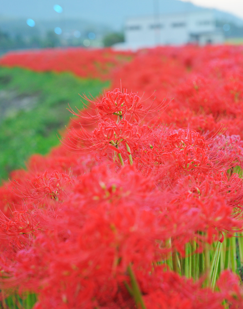 紅の川