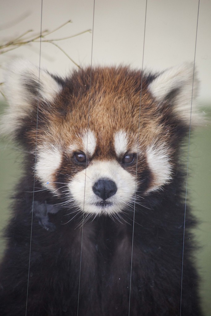 レッサーパンダの素顔