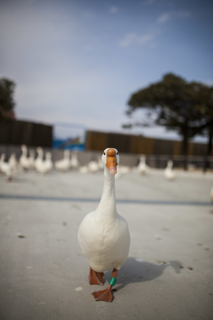 ガチョウが寄ってきた