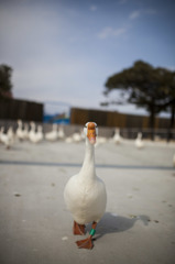 ガチョウが寄ってきた