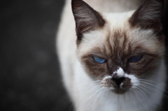 気迫猫