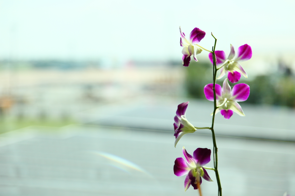最後の花