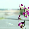 最後の花