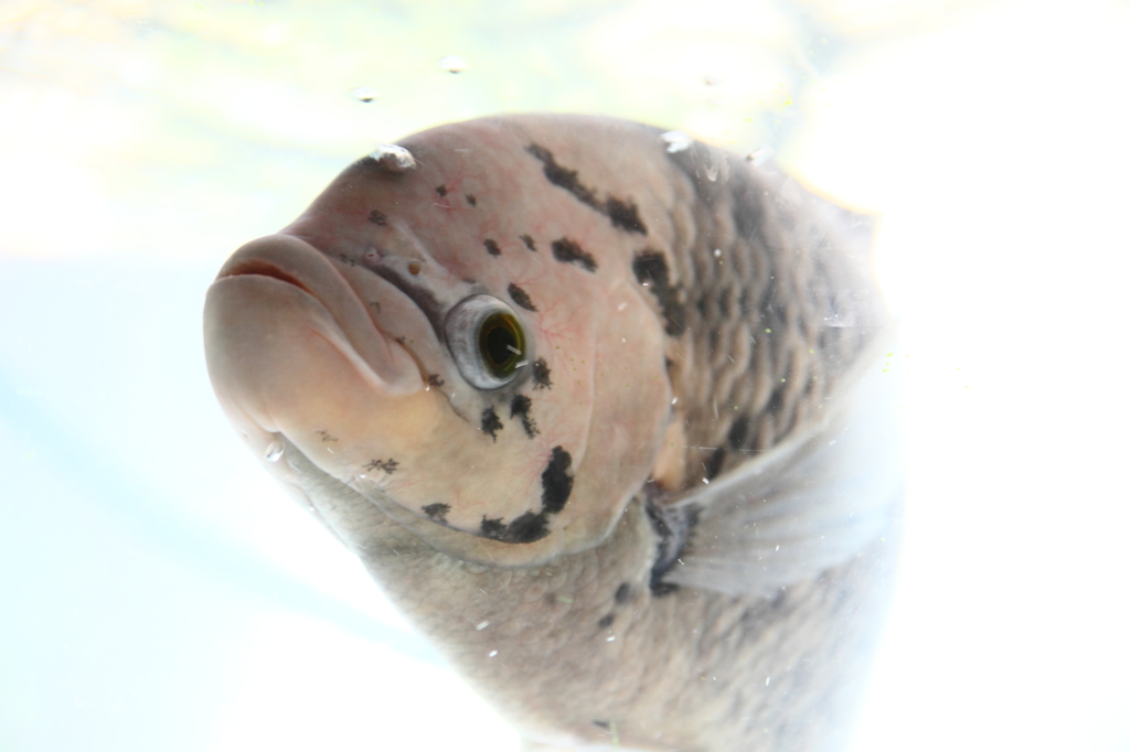 ベトナムの、浮遊する魚