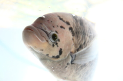 ベトナムの、浮遊する魚