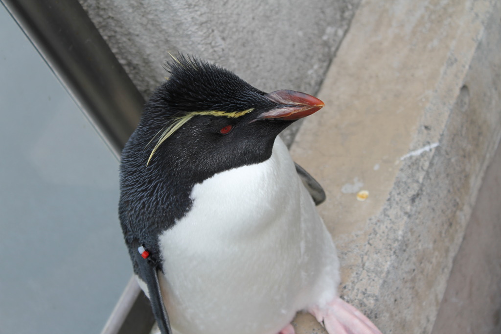 013ペンギン