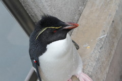 013ペンギン