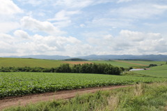 018田園風景