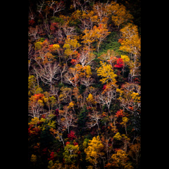 秋の十勝岳を望遠で撮りました。柄にもない一枚で恐縮です。