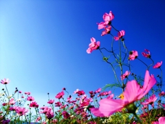 陽向秋桜