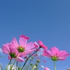 青空秋桜