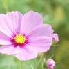 早咲秋桜