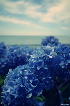 紫陽花2