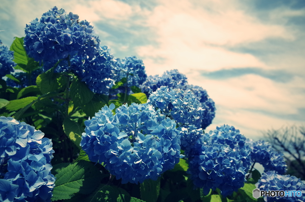 紫陽花