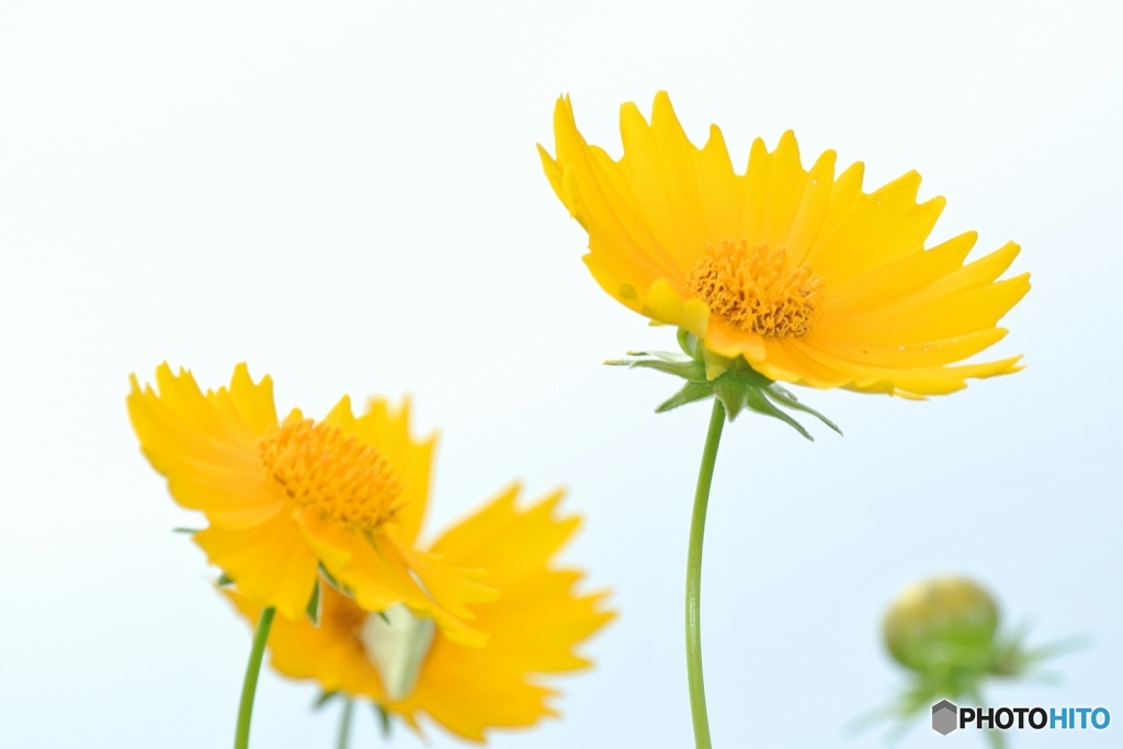 野の花