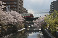京浜急行と桜