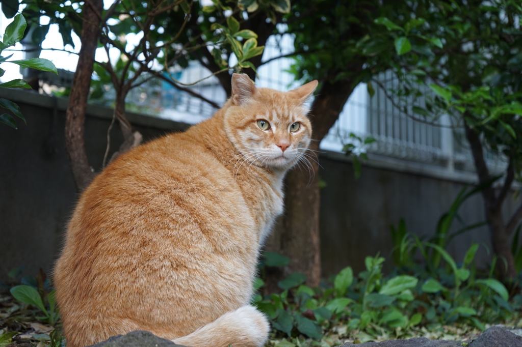 せせらぎ緑道の茶トラ君①