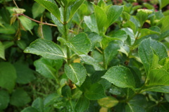 MF練習しないと。。。