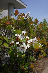 そち萎んだと、こち咲く