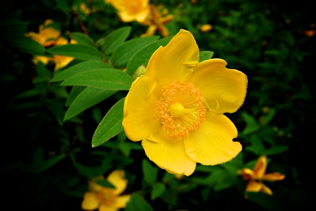 花