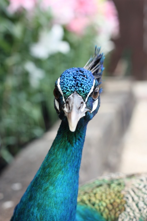 animal026