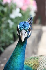 animal026