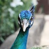 animal026