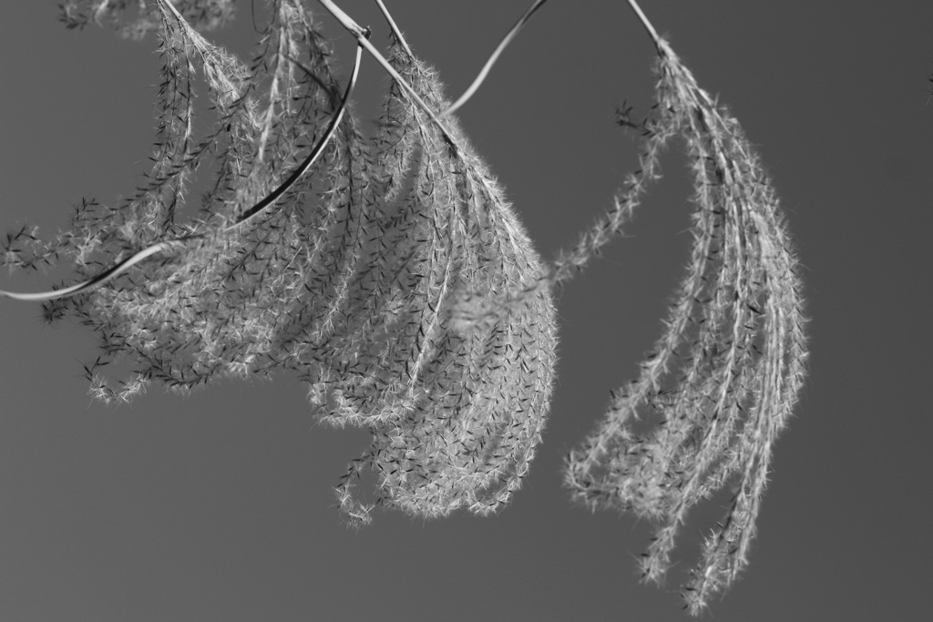 plant008