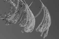 plant008
