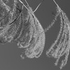 plant008