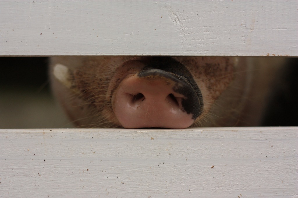 animal014