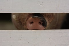 animal014