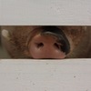 animal014
