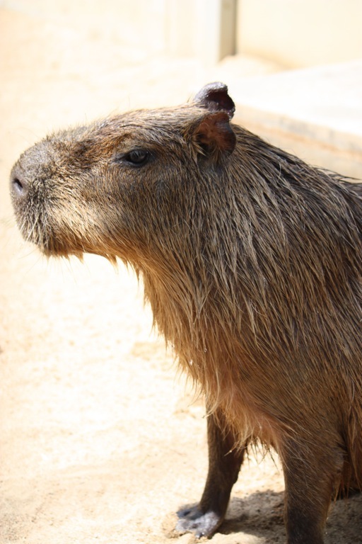 animal016