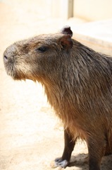 animal016