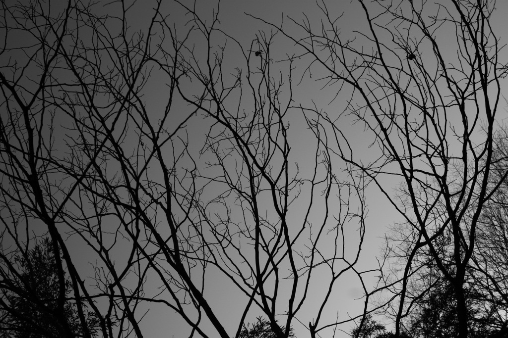 plant010
