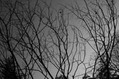 plant010