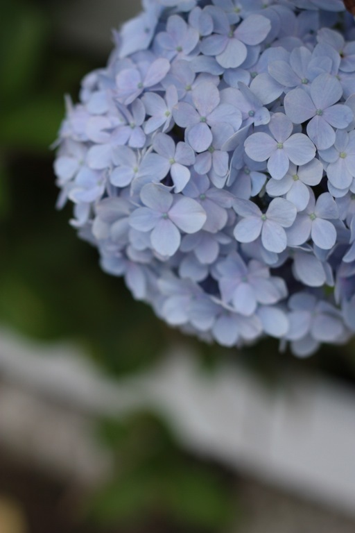plant013