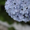 plant013