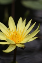 plant015