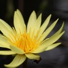 plant015