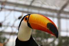 animal003